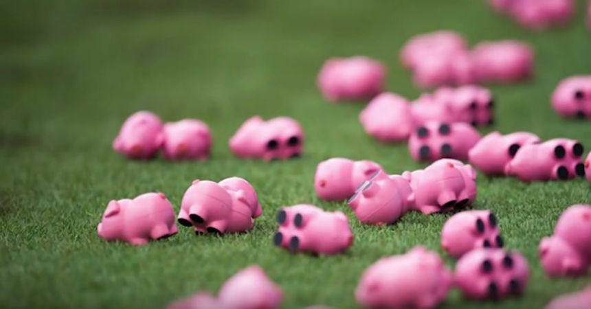 La lluvia de cerdos que obligó a suspender un partido en Inglaterra