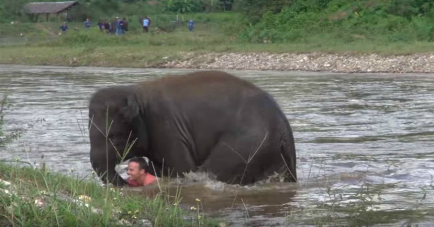 Valiente elefante se lanza a un río para salvar la vida de su cuidador