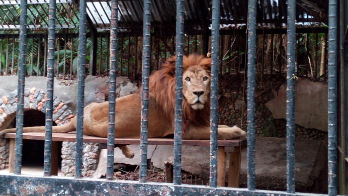 Gobierno prohibió exhibiciones del león Kivú