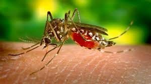Salud reporta disminución de casos del virus del zika