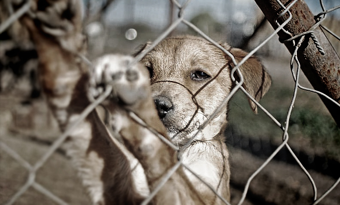 Diputados aprueban disminución de sanciones a Ley de Bienestar Animal