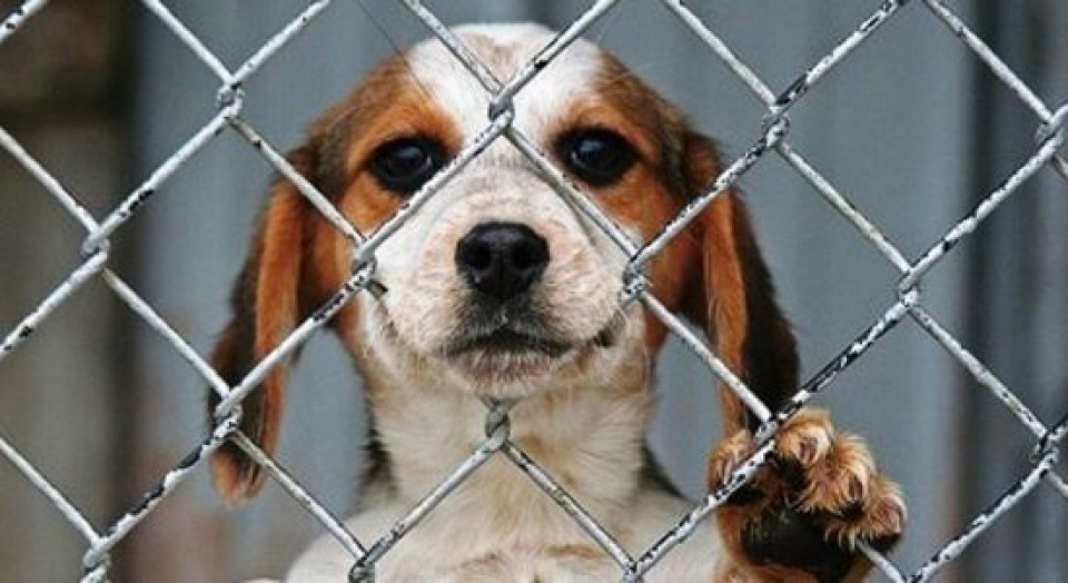 Diputados aprueban reducir penas en ley de maltrato animal