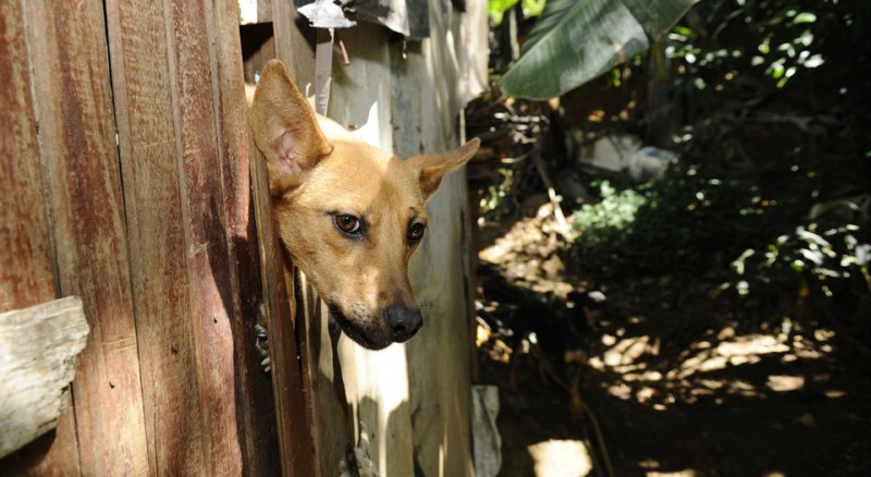 Gobierno niega “traición” tras desconvocar proyecto contra maltrato animal