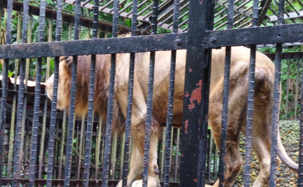 Ministerio de Ambiente retira a león Kivú del zoológico Simón Bolívar