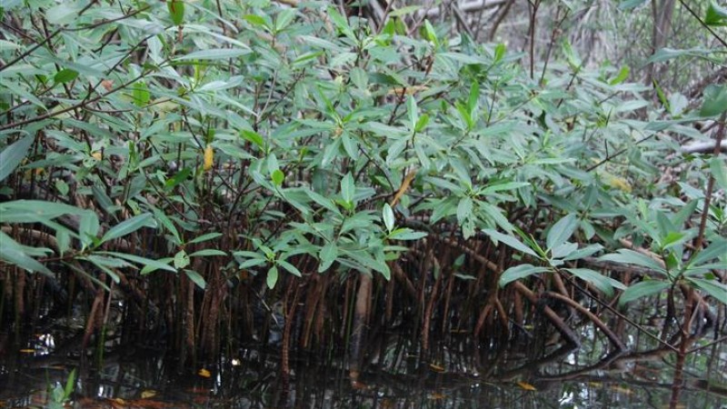 Narcos implementan “viveros de marihuana” entre manglares de la zona sur