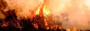 2016 registró la temporada de incendios forestales más devastadora de los últimos 15 años