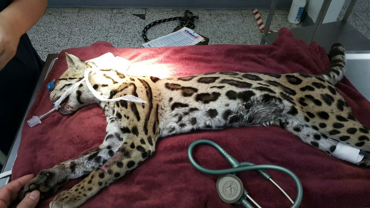 22 animales en 2 meses sufrieron graves heridas por atropello o electrocutados