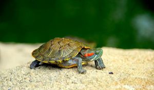Zoo Ave recibe hasta 20 tortugas por día de dueños cansados de tenerlas