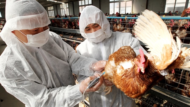 Senasa y Salud mantienen constante monitoreo por alerta de la OMS sobre gripe aviar