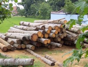 Más de 90 solicitudes para aprovechamiento de árboles caídos por huracán Otto