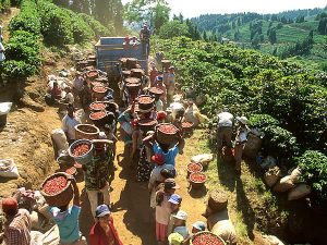 Costa Rica buscará exportar café a China y Emiratos Arabes Unidos