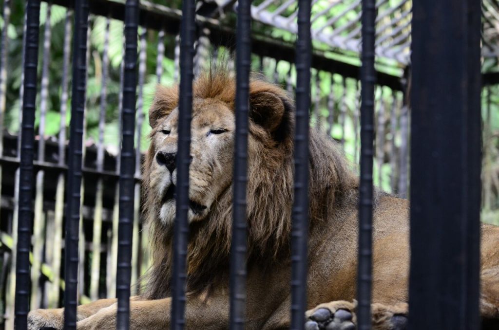 Intensificarán tratamiento vía oral a león Kivú para evitar deshidratación