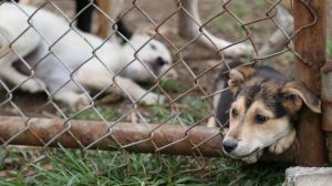 Diputados valoran ignorar opinión de Sala IV en Ley contra maltrato animal