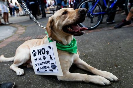 Diputada denuncia presiones para debilitar plan contra maltrato animal