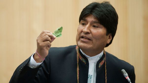 Evo Morales promulgó una polémica ley que amplía la superficie de cultivo de coca en Bolivia