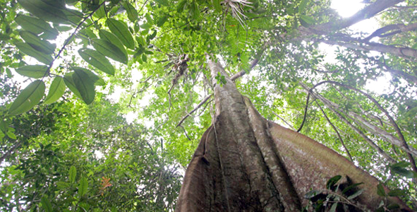 Costa Rica muy lejos de ser carbono neutral en 2021