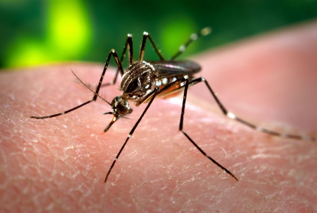 Salud reporta baja en casos de zika, dengue y chikungunya en comparación con 2016