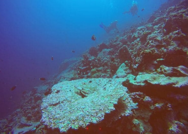 Científicos descubren otro arrecife de coral devastado por el calentamiento global