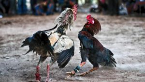 Sala IV rechaza acción que buscaba legalizar las peleas de gallos