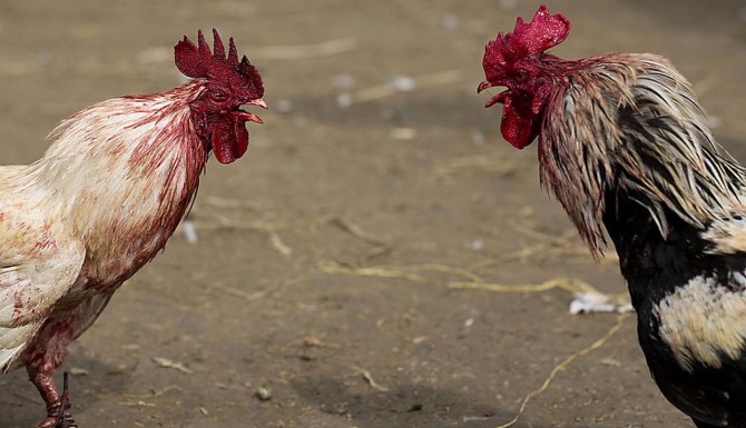 Galleros amenazan con elevar prohibición de peleas entre aves ante CIDH