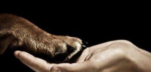 Diputados refutan que OIJ no tenga recursos para aplicar Ley de bienestar animal