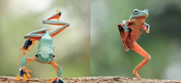«El encantador de anfibios», la nueva sensación de Instagram por sus increíbles fotografías