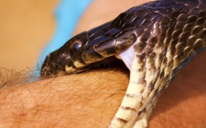 OMS incluye envenenamientos por serpientes como enfermedad de salud pública