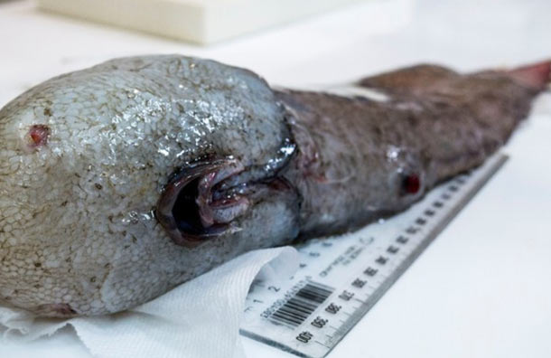 Científicos descubren un misterioso pez sin rostro en las profundidades del mar