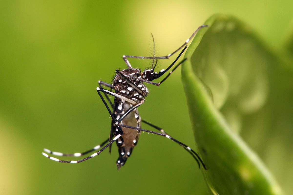 Aedes aegypti: La amenaza en la salud y finanzas de la seguridad social