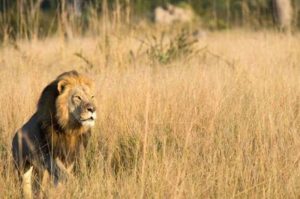 Asesinaron a Xanda, el hijo de Cecil, el león cazado por un dentista