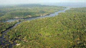 Identificaron casi 400 nuevas especies vegetales y animales en la Amazonía