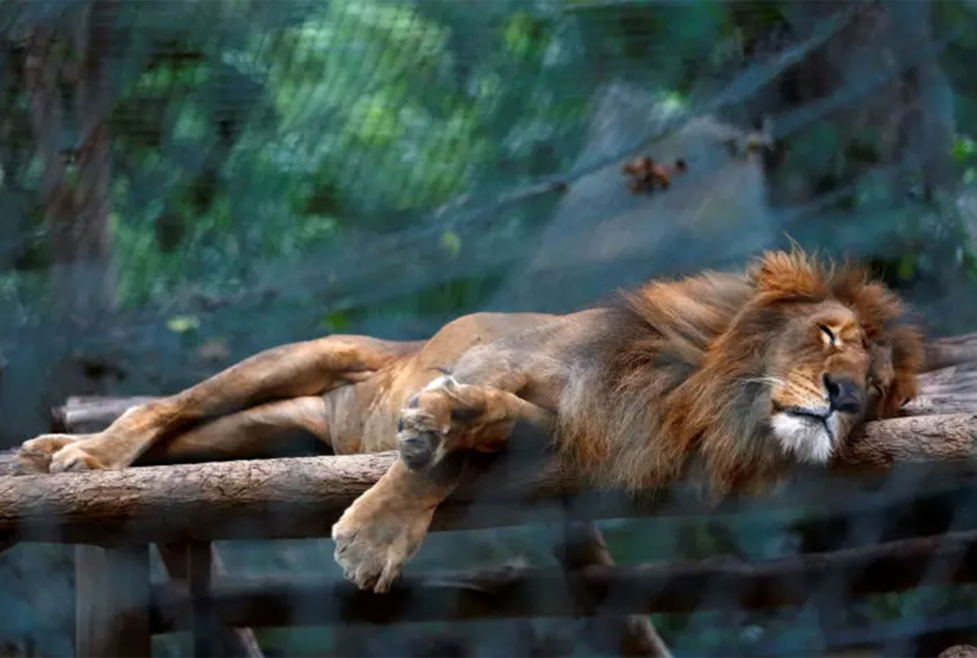 Por la escasez de alimentos, en Venezuela los animales mueren de hambre en los zoológicos