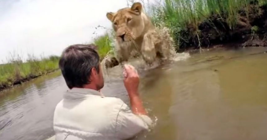 El estremecedor momento en que una leona se abalanza sobre el hombre que la había salvado
