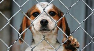 Animalistas anuncian nuevas vías de denuncia para alertar sobre maltrato