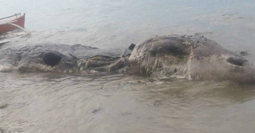 Gigantesca criatura marina que apareció en una playa de Filipinas