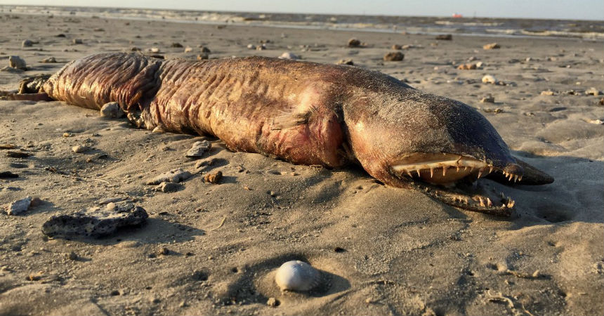 El misterioso monstruo marino que el huracán Harvey llevó hasta las playas de Texas