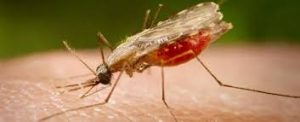 Salud pide a empresarios agrícolas extremar vigilancia de empleados por alerta de malaria
