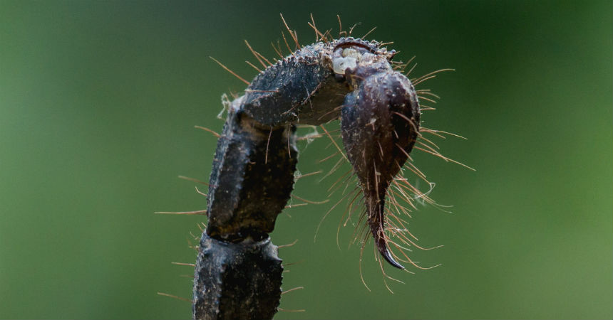 La picadura del escorpión más letal del mundo es aún más aterradora en cámara lenta