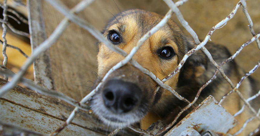 California prohibió la venta de animales en las tiendas de mascotas