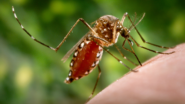 Salud mantiene alerta sanitaria por malaria, se registran 17 casos