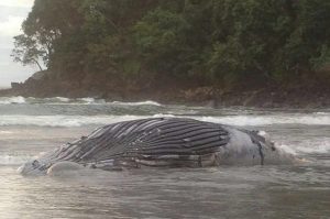 Encuentran ballena sin vida en playa en Quepos