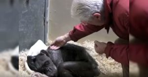El conmovedor momento en que una chimpancé moribunda reconoce a un viejo amigo