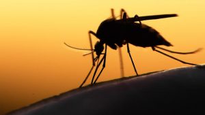 Salud registra 13 mil casos menos de dengue en comparación con 2016