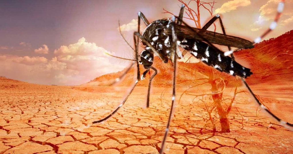 Cambio climático amenaza con ingreso de nuevas enfermedades vectoriales al país