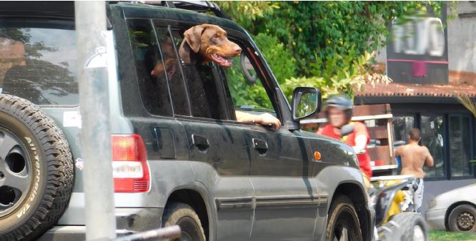 Tránsito prohíbe que mascotas viajen en asiento del conductor