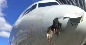Incrustado, así quedó un pájaro que impactó contra un avión