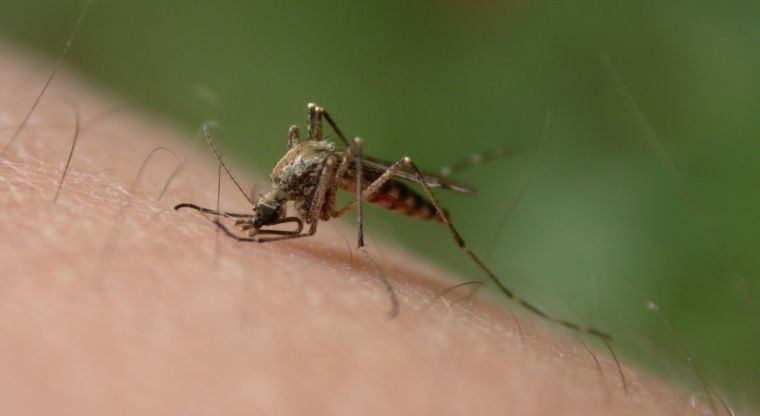 2017 cerrará con importante disminución en casos de dengue, zika y chikungunya
