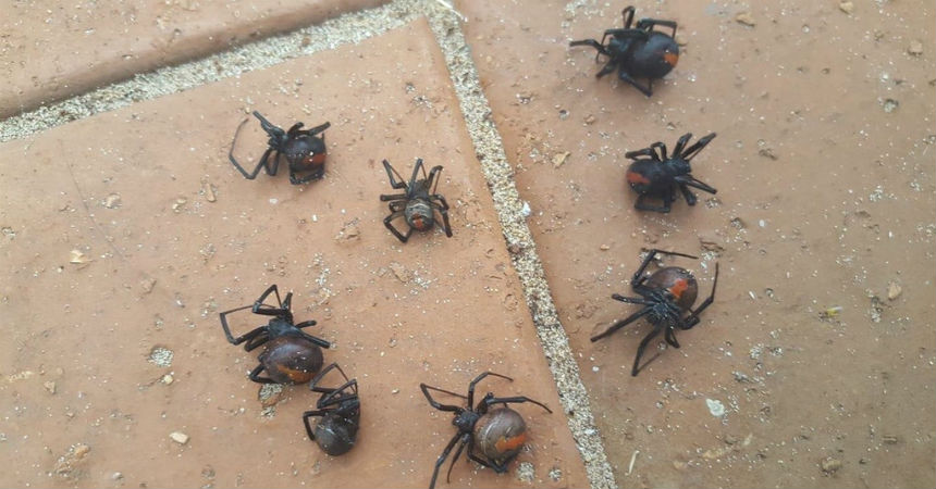 Lluvia llevó arañas mortíferas a una casa y aterró a sus moradores
