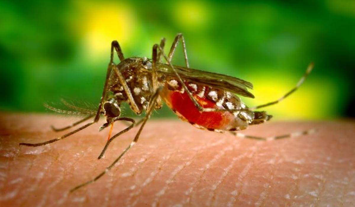 Casos de malaria autóctonos sube a 12, cifra más alta de los últimos seis años