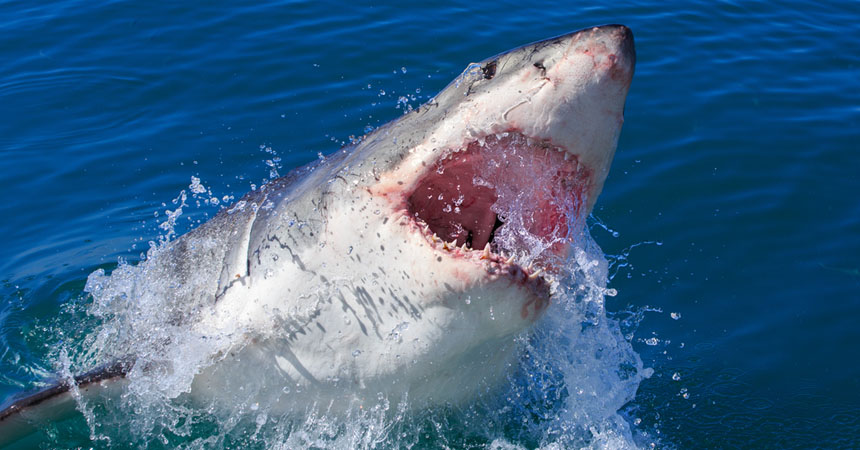 Buzo casi sufre una mordida de un gran tiburón blanco